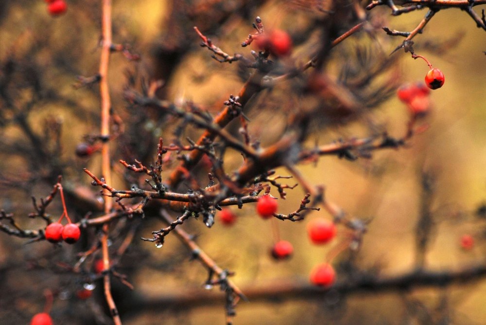 Photograph by БРОВКО АЛЕКСАНДР ИВАНОВИЧ