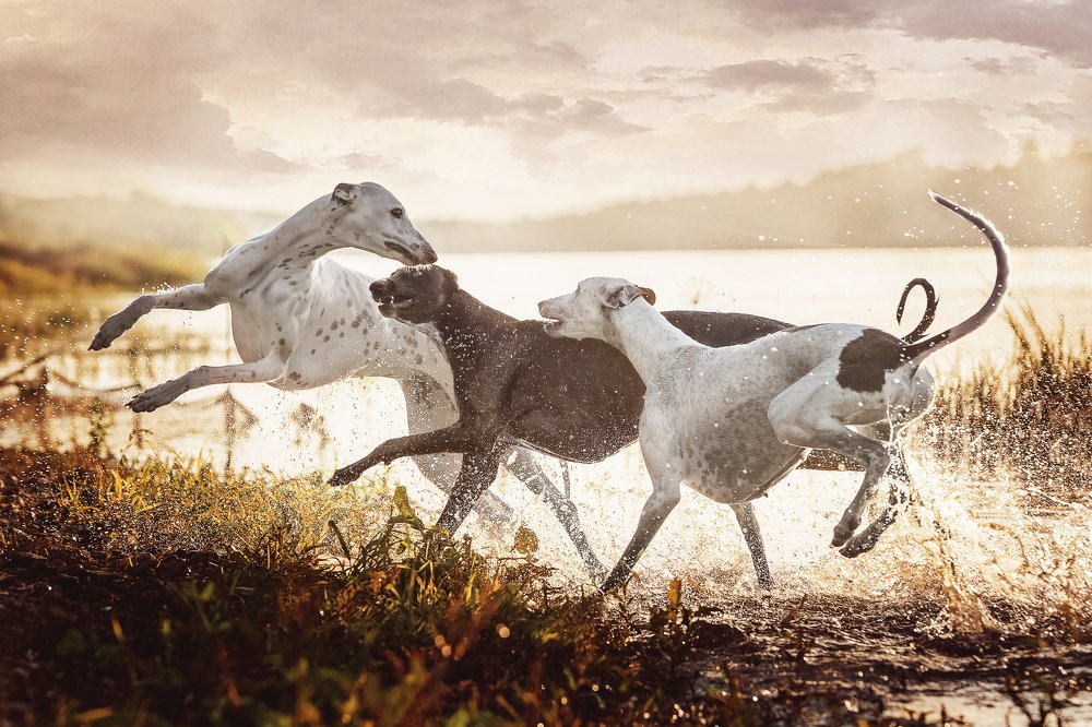 Photograph by Екатерина