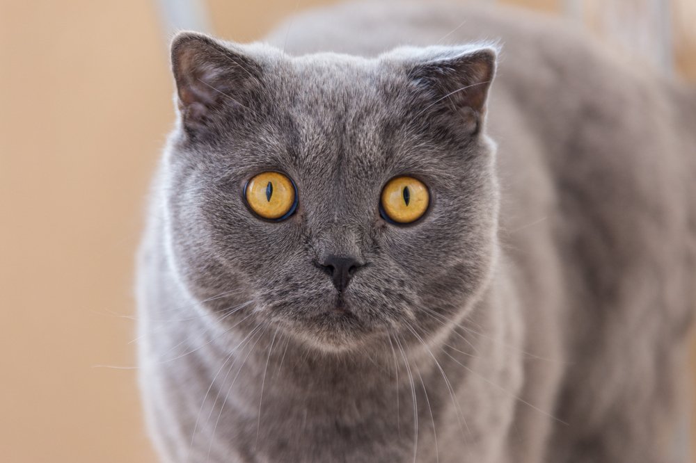 Портрет любопытного кота