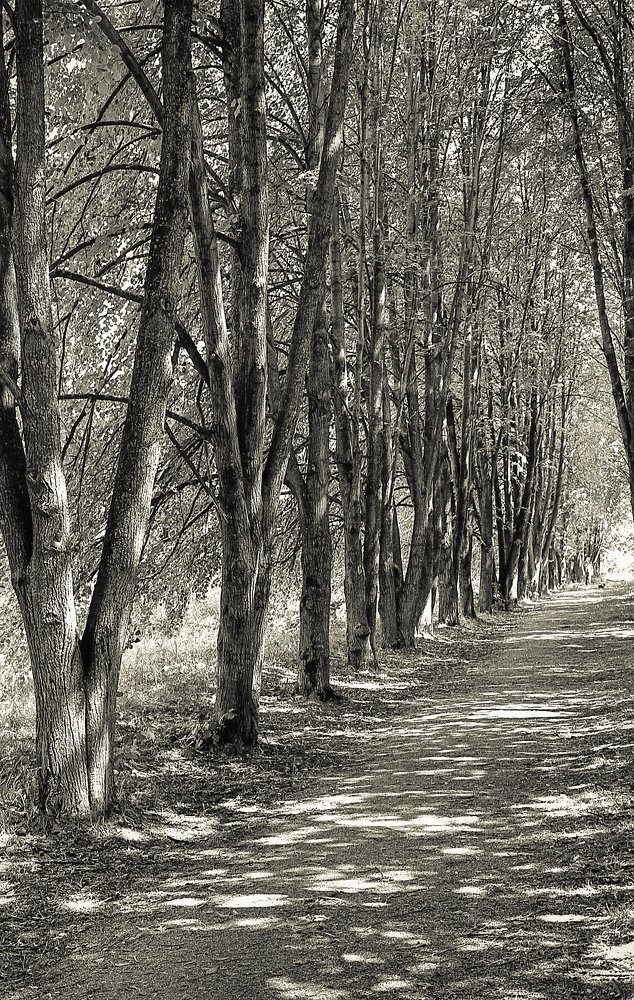 Липовая аллея