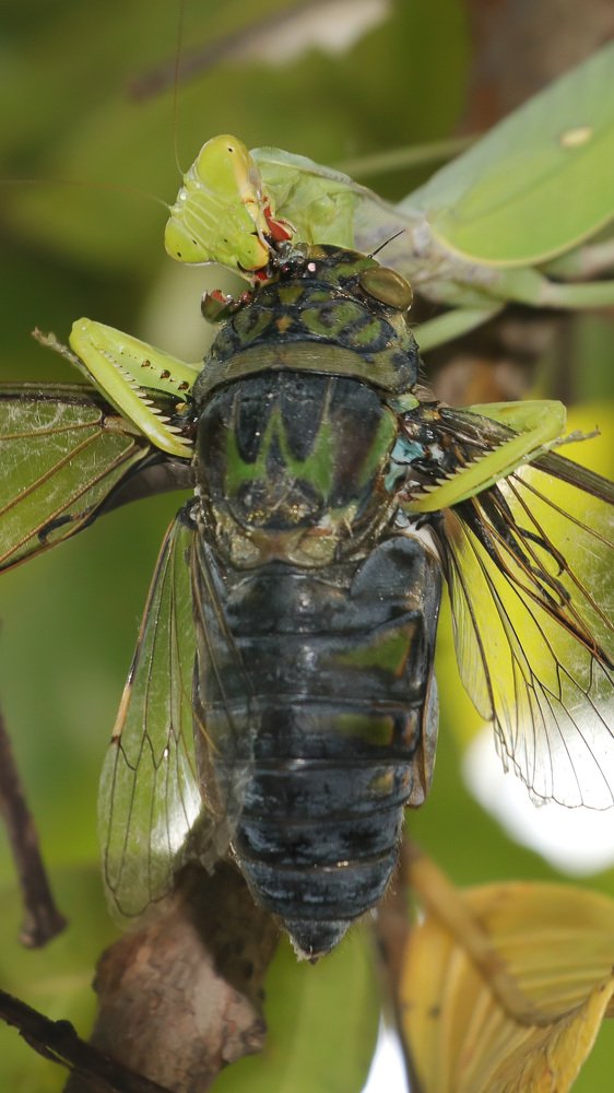 Photograph by Ritesh Manandhar