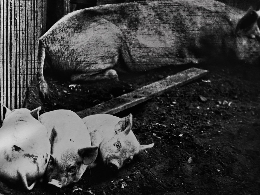 Три поросёнка...!!!