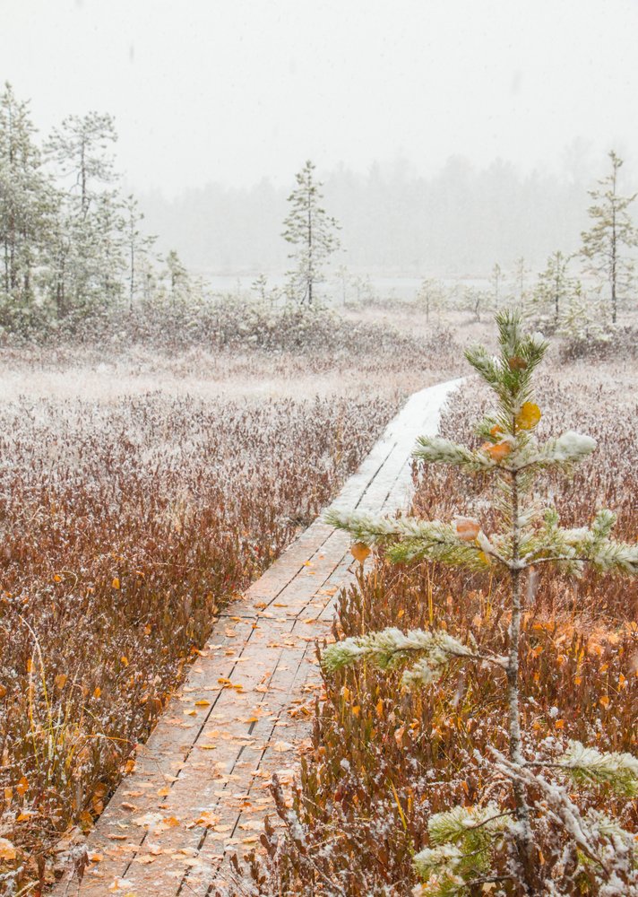 Первый снег