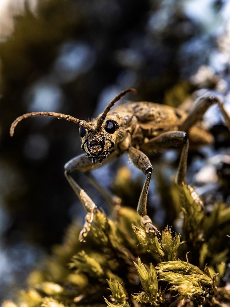 Рагий ребристый.