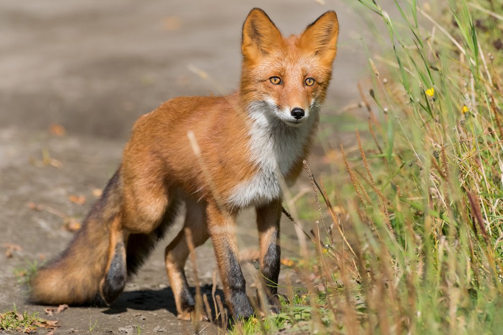 Рыжая плутовка