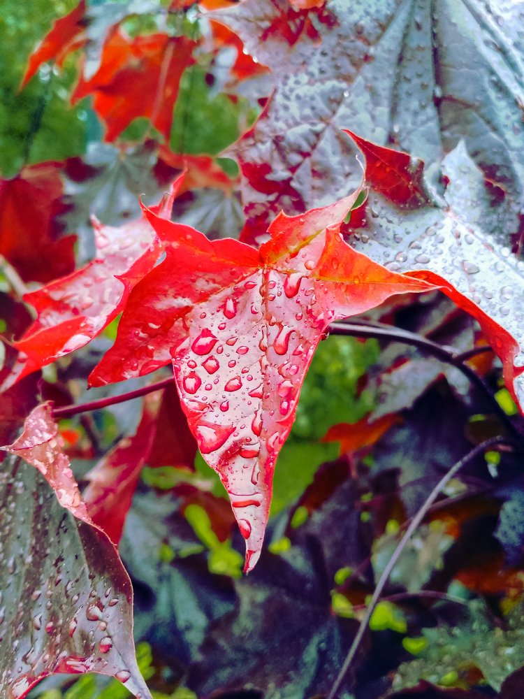 Red leaves after rain. Weather cleans environment.