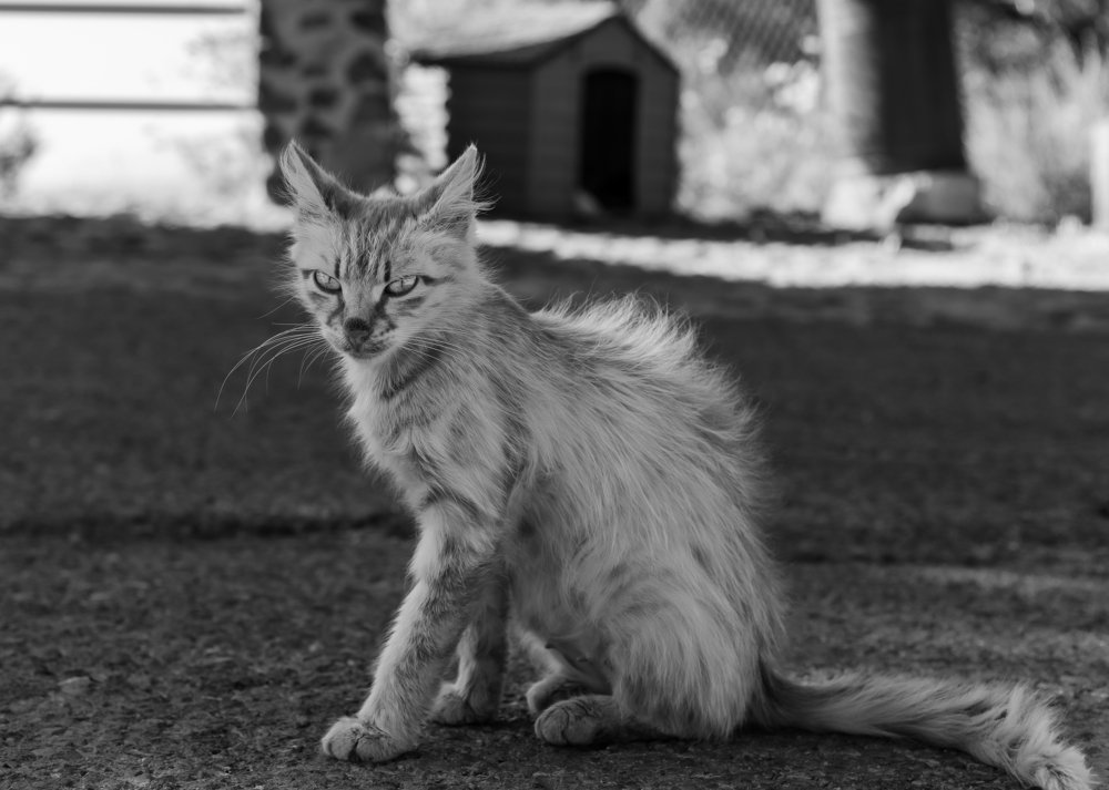 Photograph by Ognyan Levashki