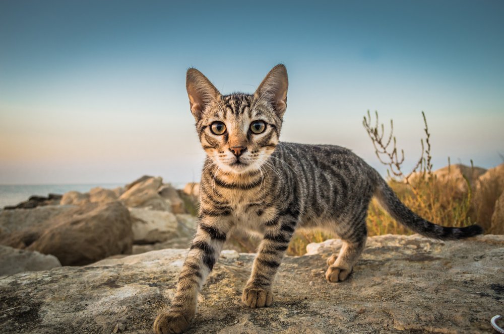 Photograph by Ognyan Levashki