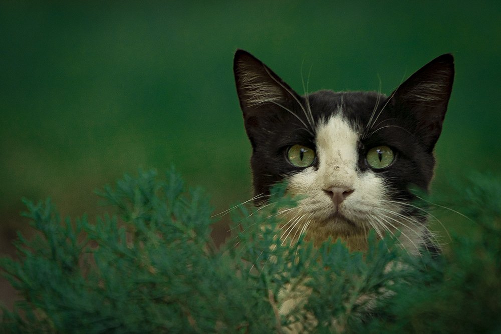 Photograph by fereydoon deliry