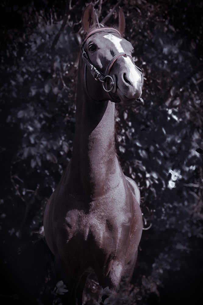 Photograph by fereydoon deliry