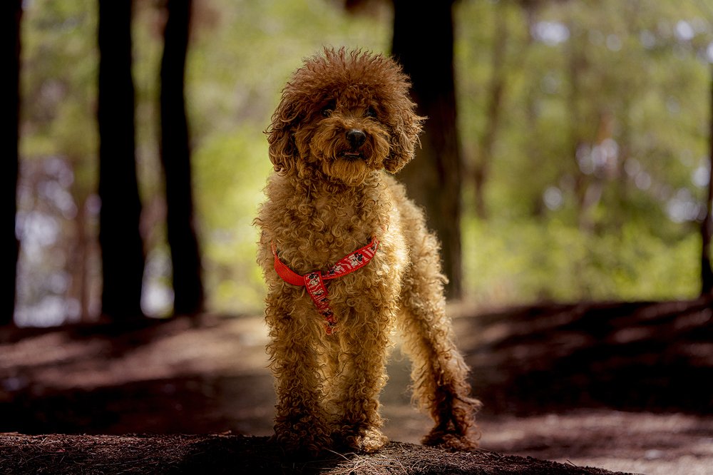 Photograph by fereydoon deliry