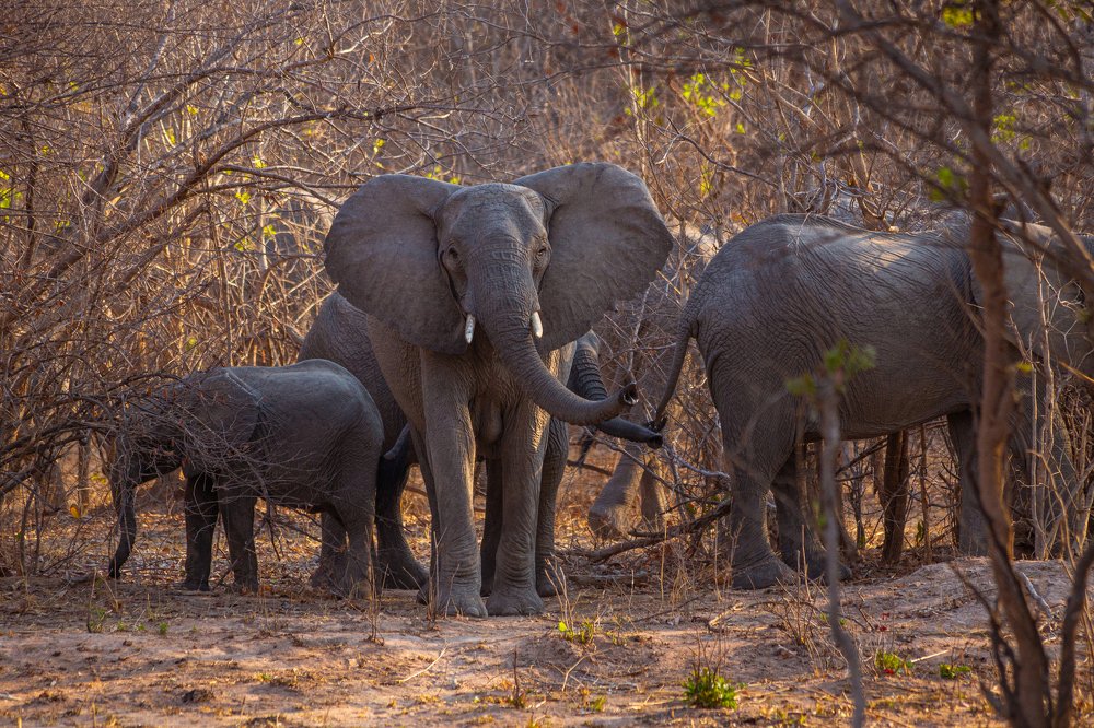 elephants in trees