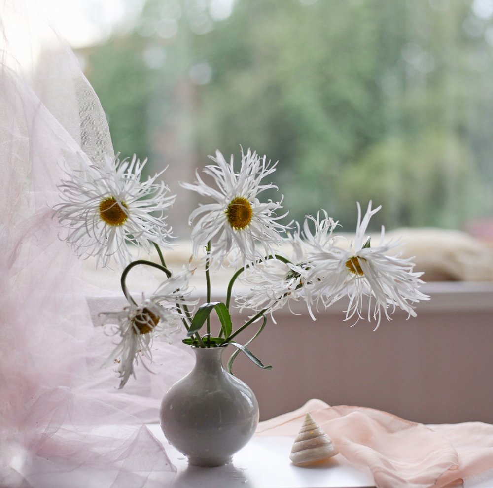 Кудрявая ромашка.