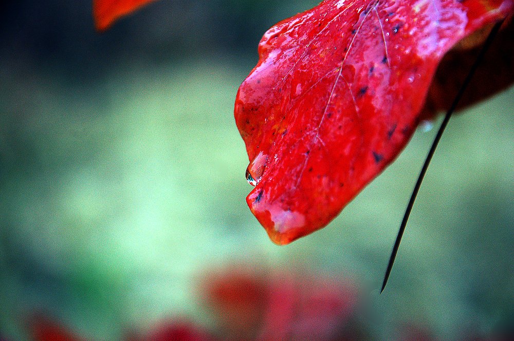 Photograph by БРОВКО АЛЕКСАНДР ИВАНОВИЧ