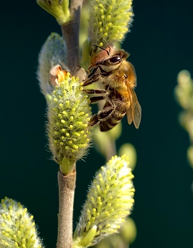 Photograph by Елена Гарибян