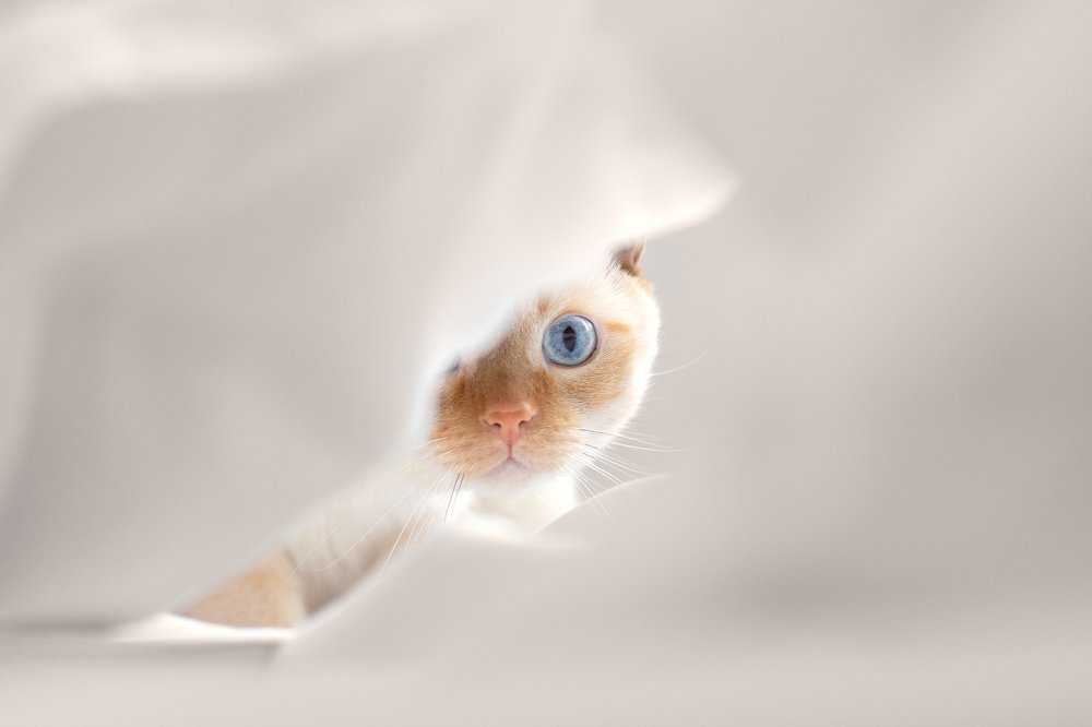 Hid / Спрятался