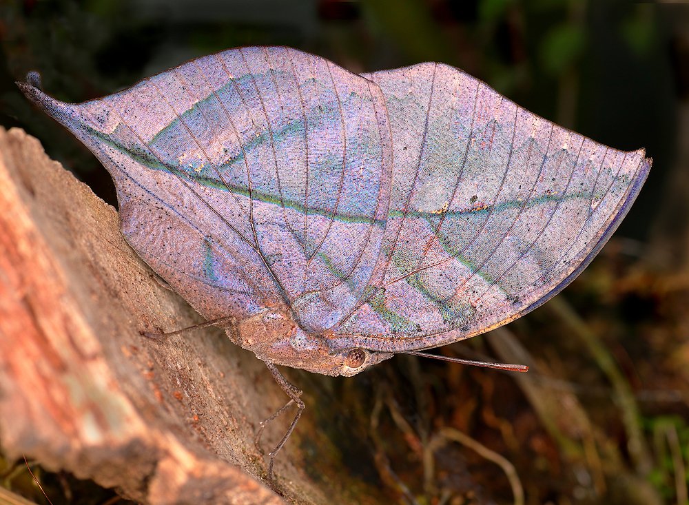 Летающий лист