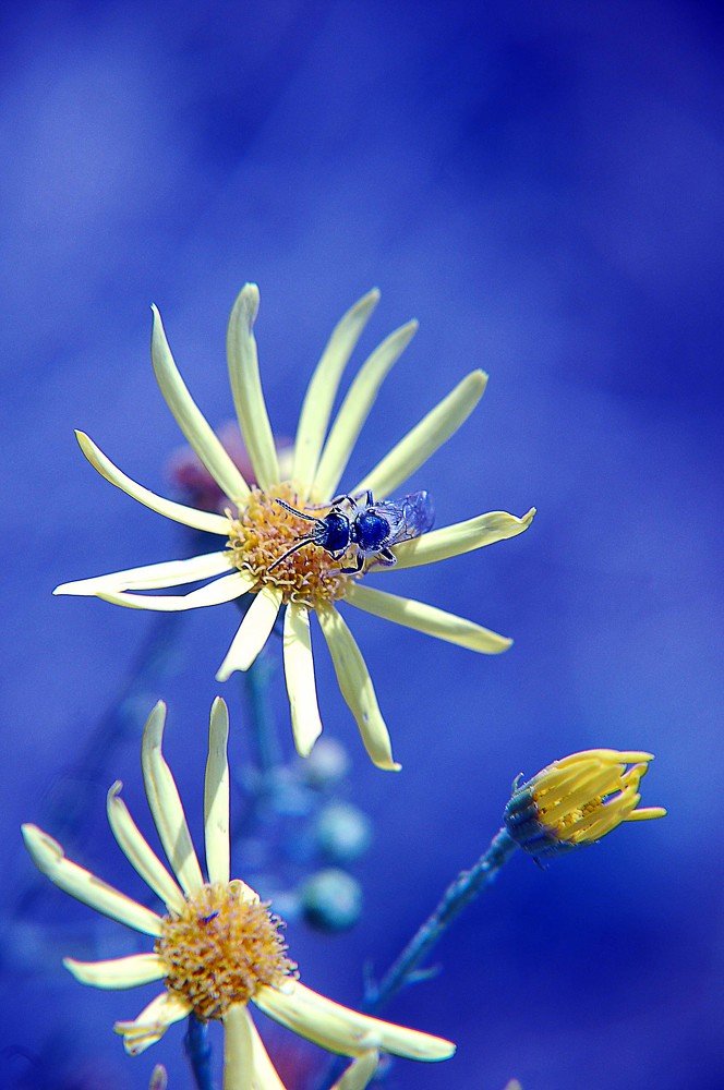 Photograph by БРОВКО АЛЕКСАНДР ИВАНОВИЧ