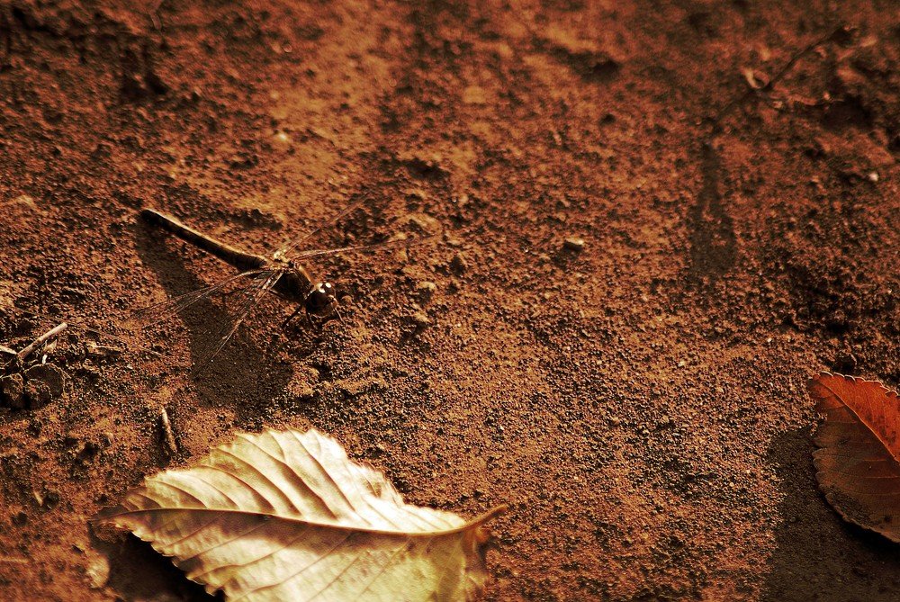 Photograph by БРОВКО АЛЕКСАНДР ИВАНОВИЧ