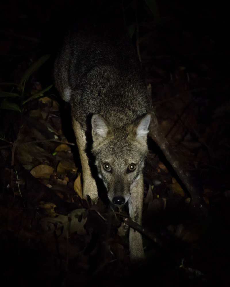 Emerging from the dark.