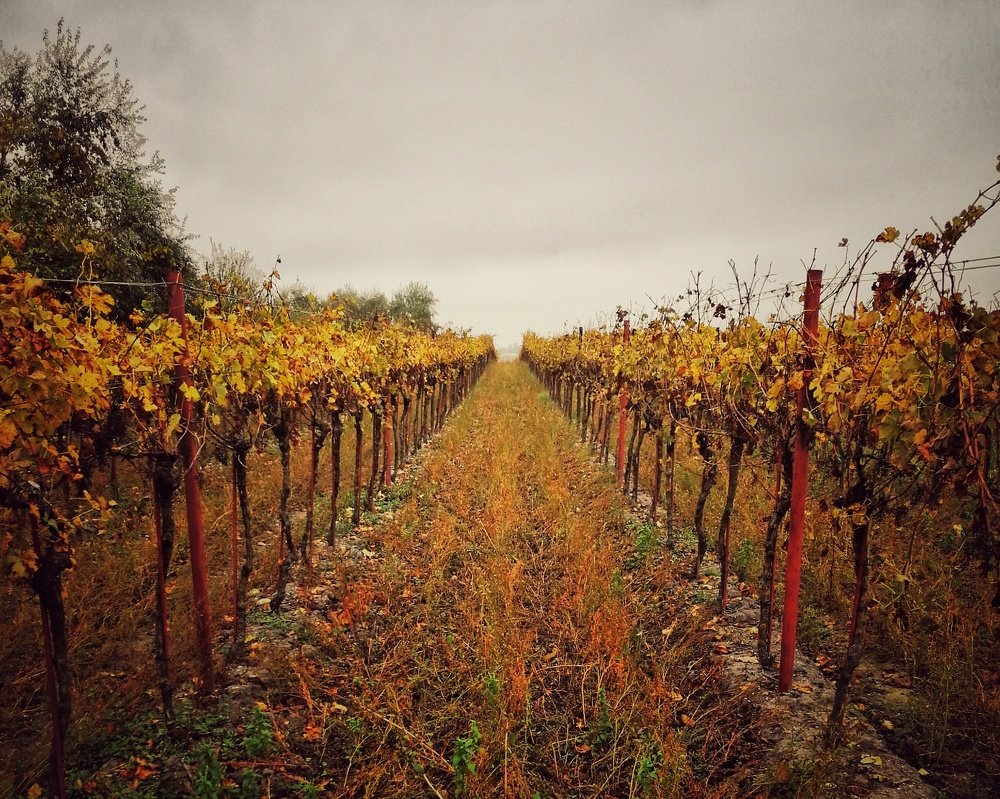 Photograph by Eva Wiedemann