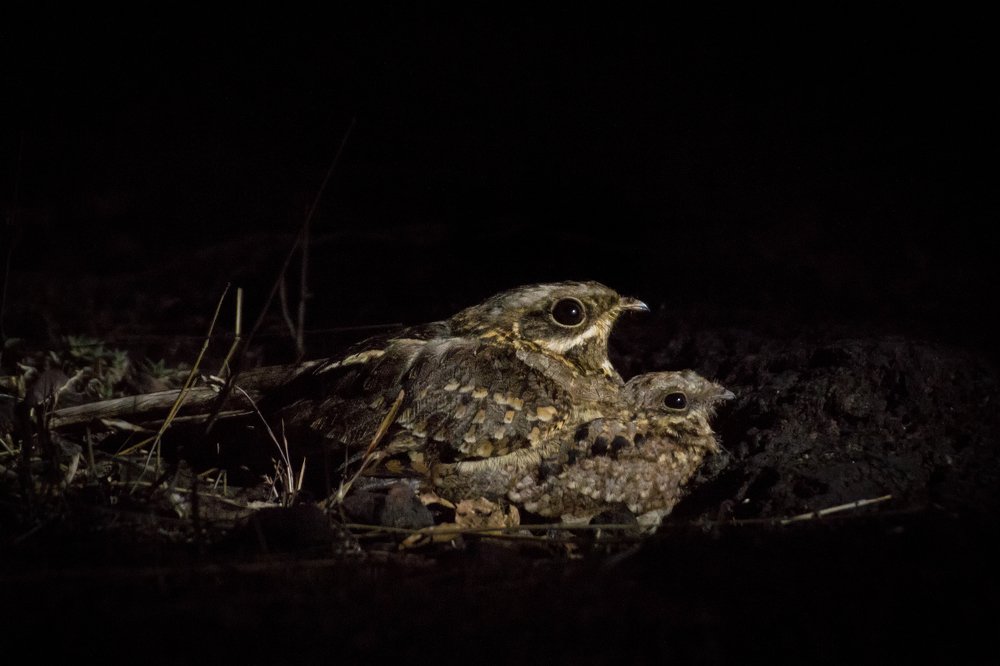 Motherhood in the wilderness.