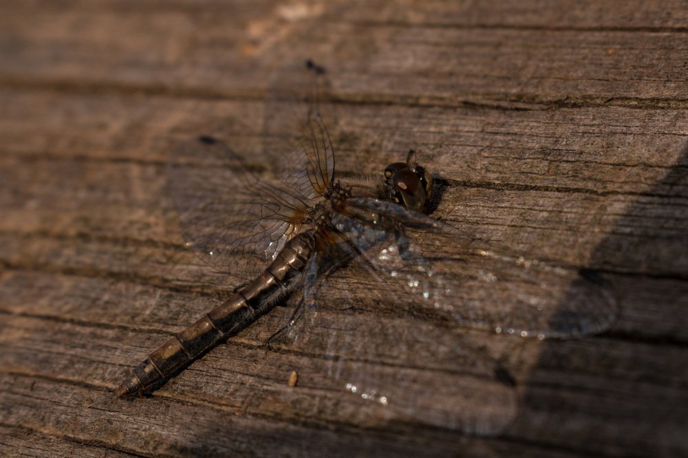 Photograph by Александр Бураков