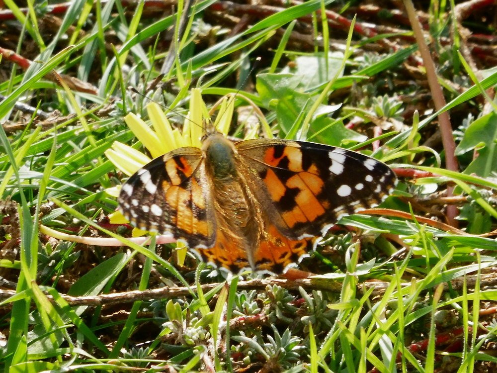 Photograph by Елена Коробкина