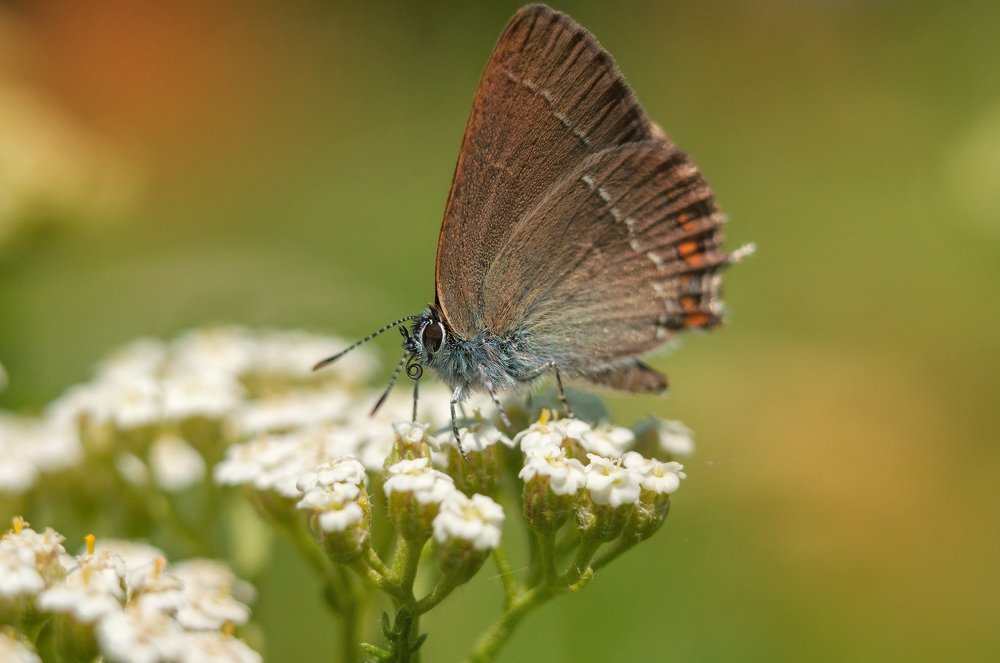 Photograph by Олеся