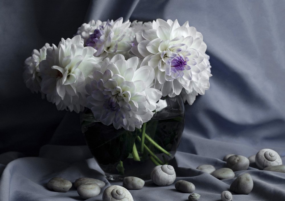 Белые георгины.