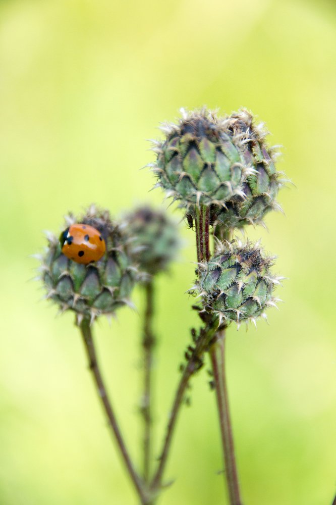 Photograph by Алёна Землянухина