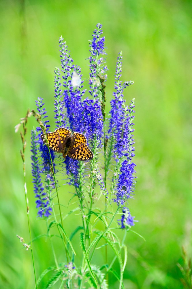 Photograph by Алёна Землянухина