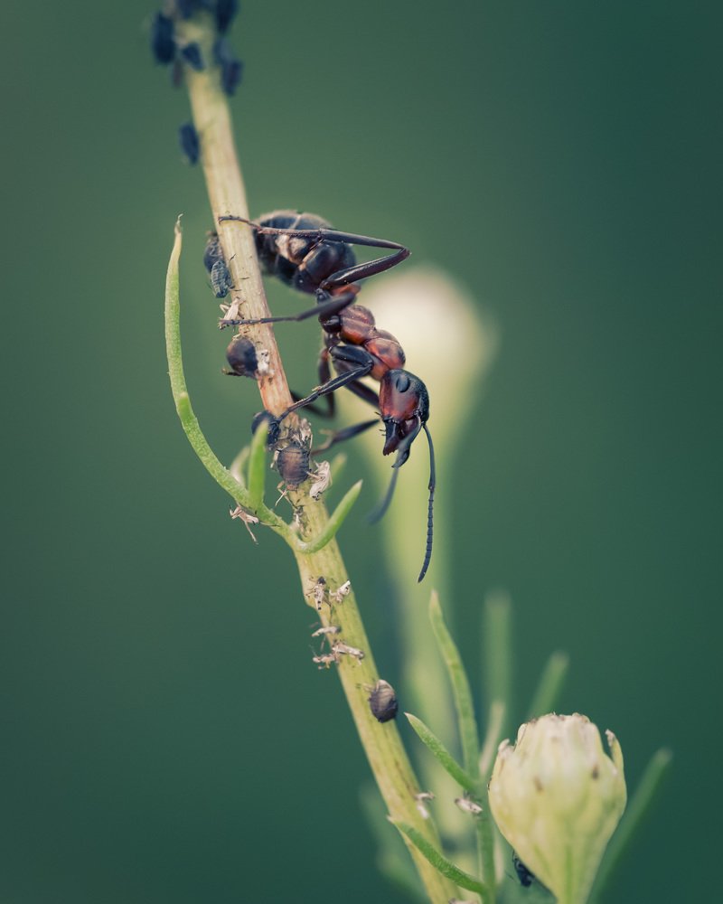 Муравей пасет тлю.
