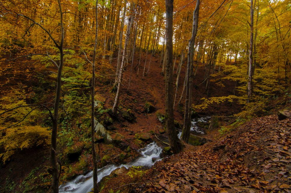 Photograph by Алина Миняйло