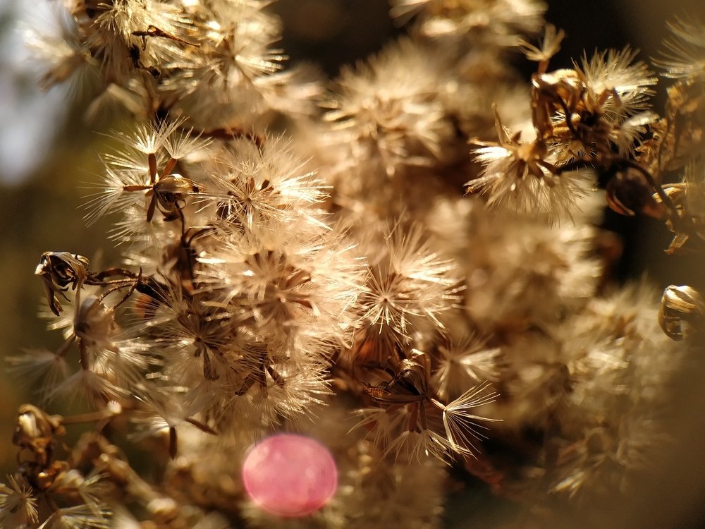 Свет сквозь цветок