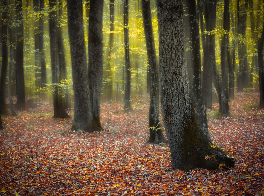 Photograph by Александр Орнатский