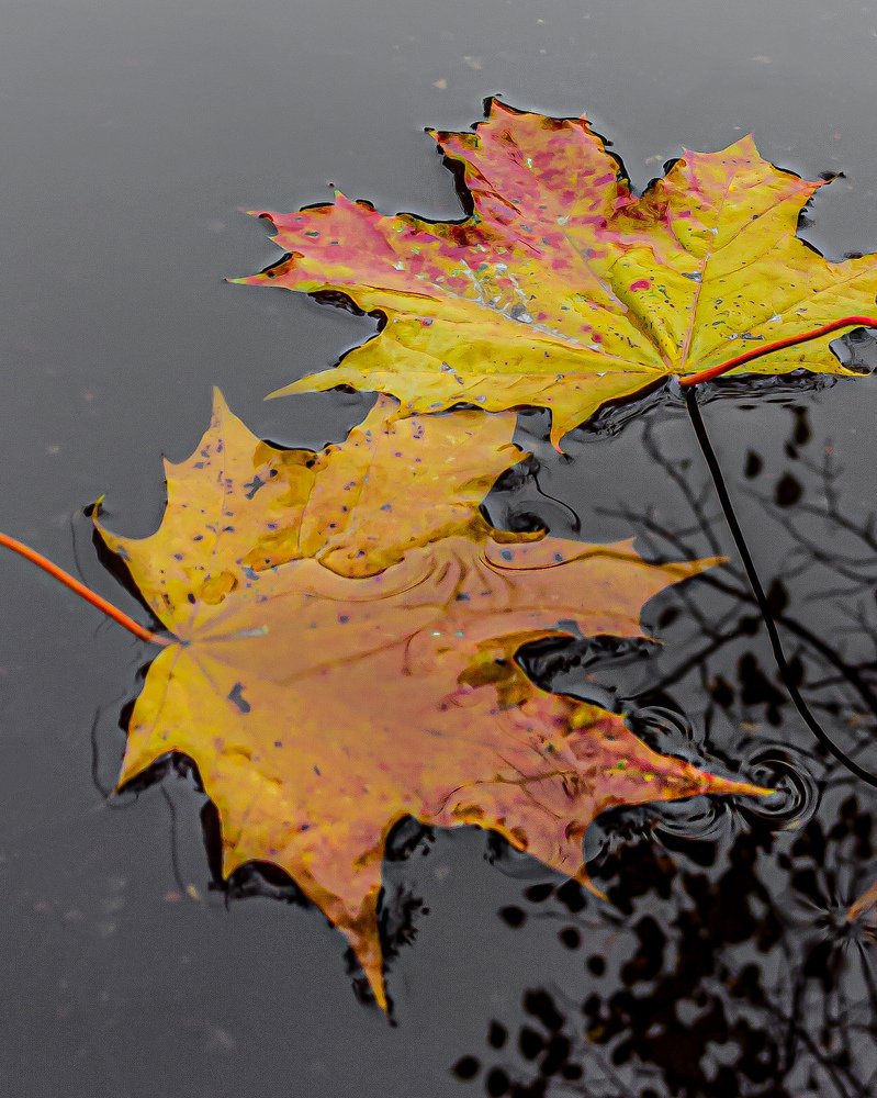 Фотография автора Марина Алексеевская