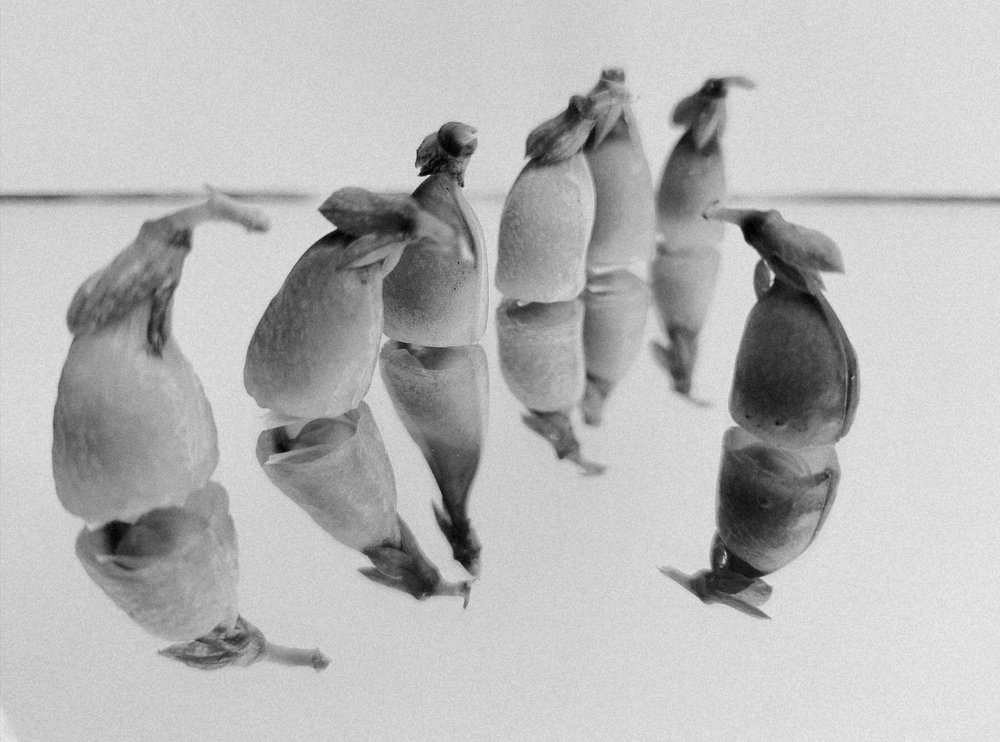 Photograph by Екатерина Ж.