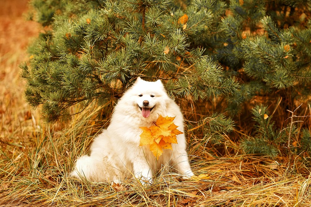 Photograph by Анастасия Алексеева