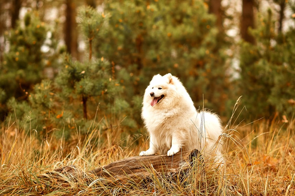Photograph by Анастасия Алексеева
