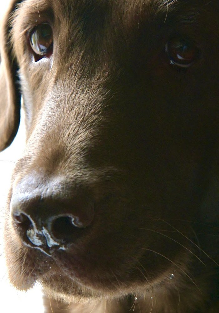 Фотография автора Дарья Хорошавцева