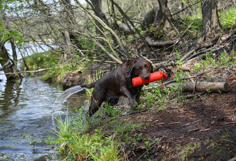 Фотография автора Дарья Хорошавцева