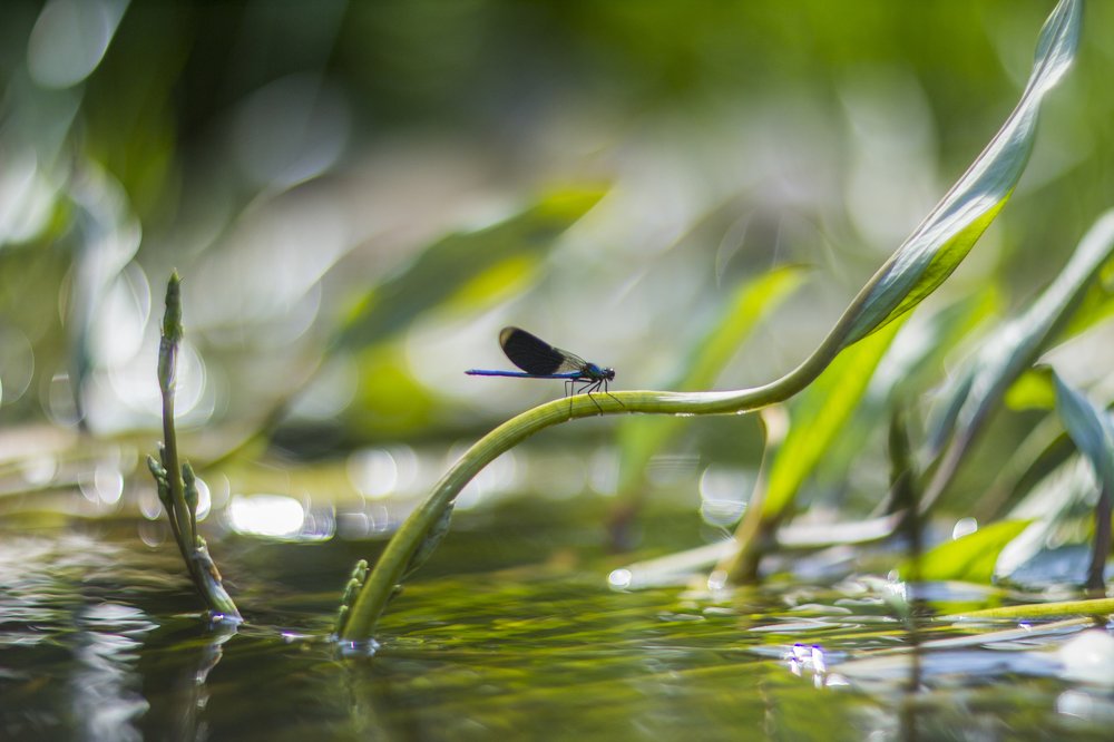 Photograph by Andres Papp