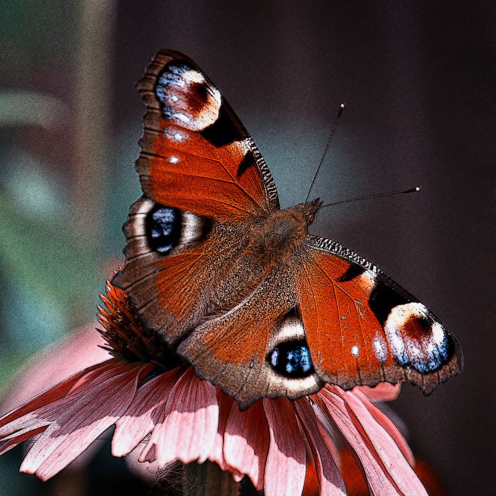 Садовая красавица