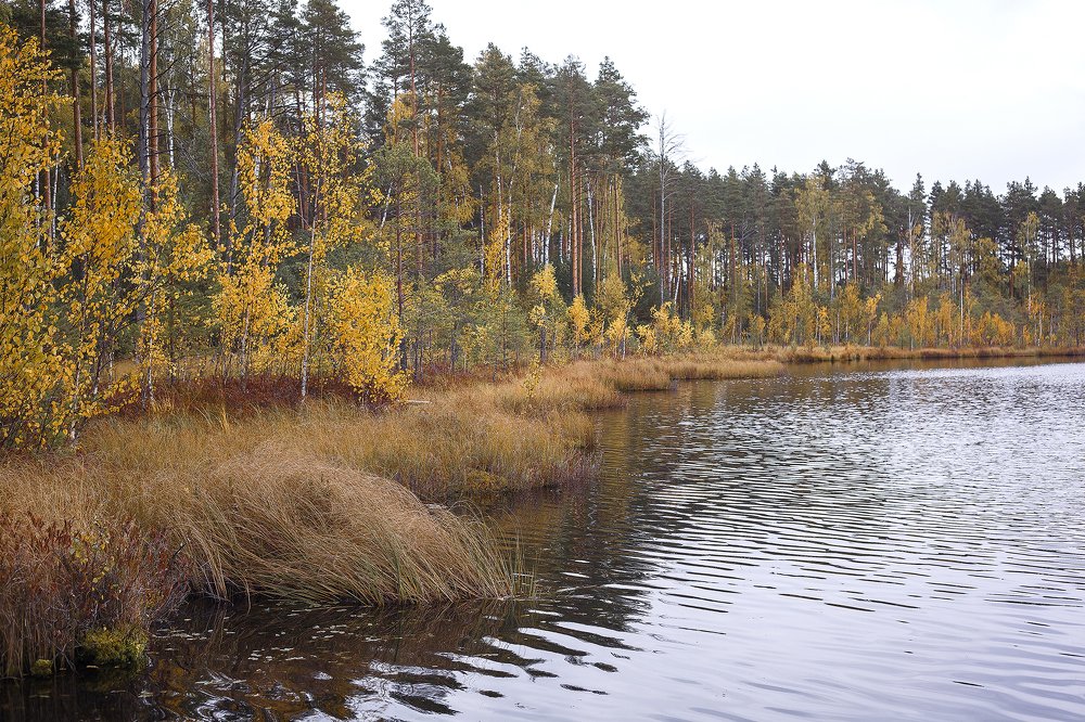 Photograph by Любовь Нефедова