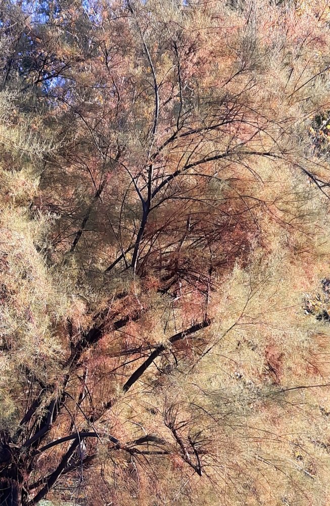 Пастельное вдохновение