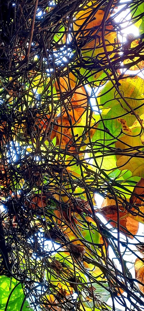 Осенние нейронные связи...