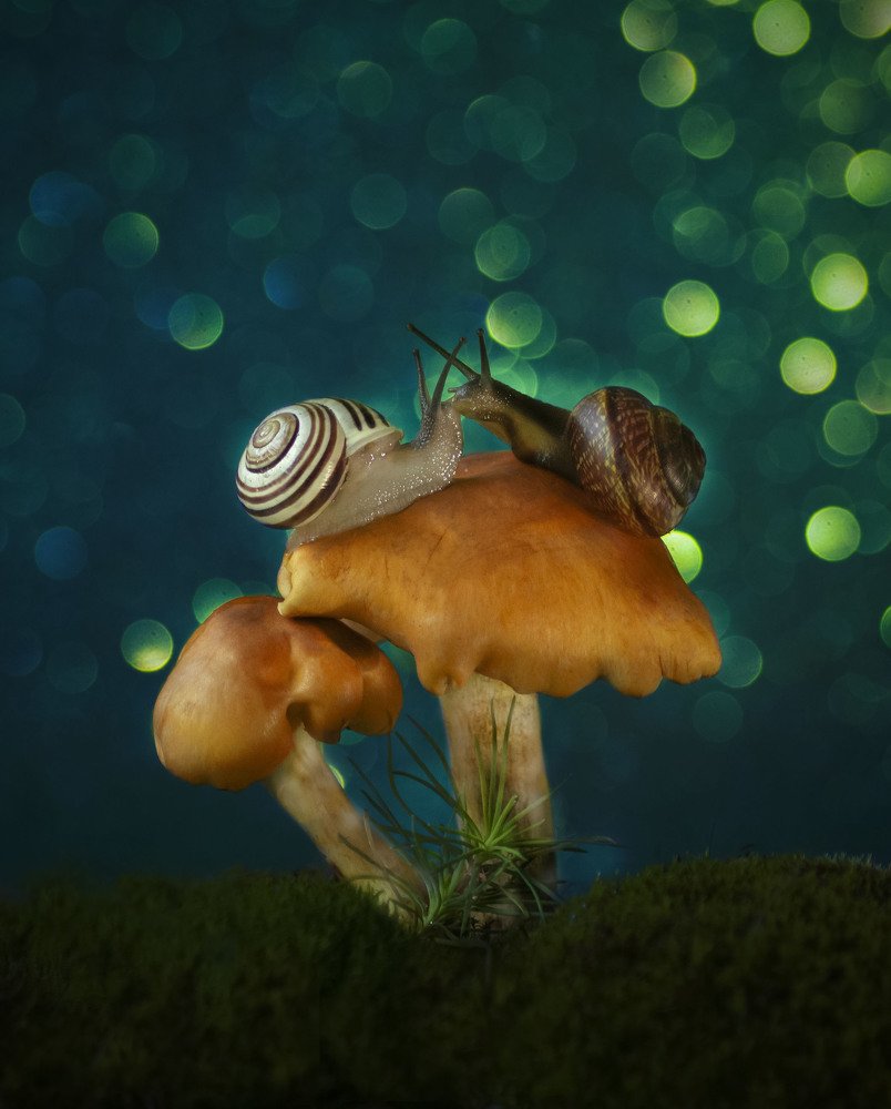 Фотография автора Ольга Лебедева