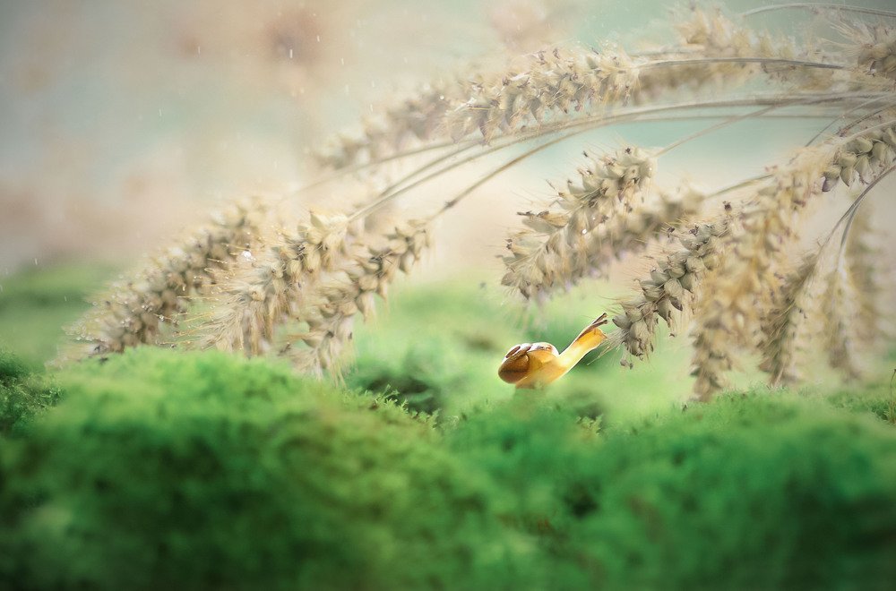 Фотография автора Ольга Лебедева