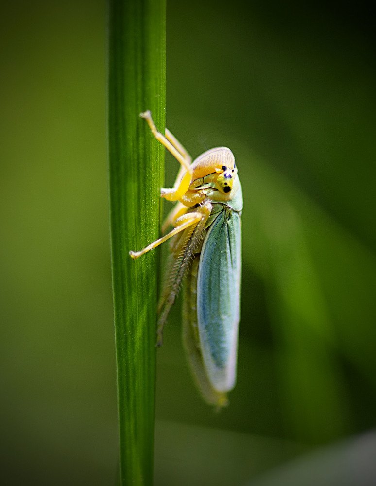Фотография автора Ольга Лебедева
